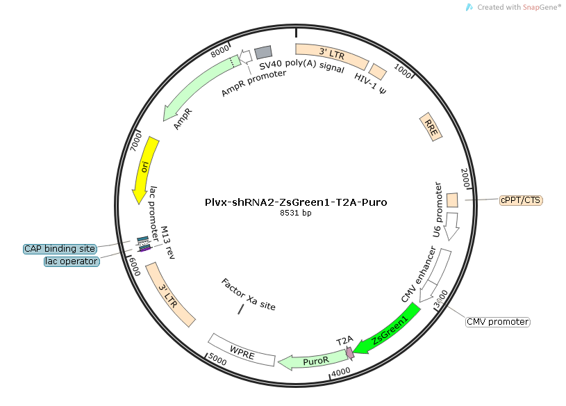 Plvx-shRNA2-ZsGreen1-T2A-Puro Map.png