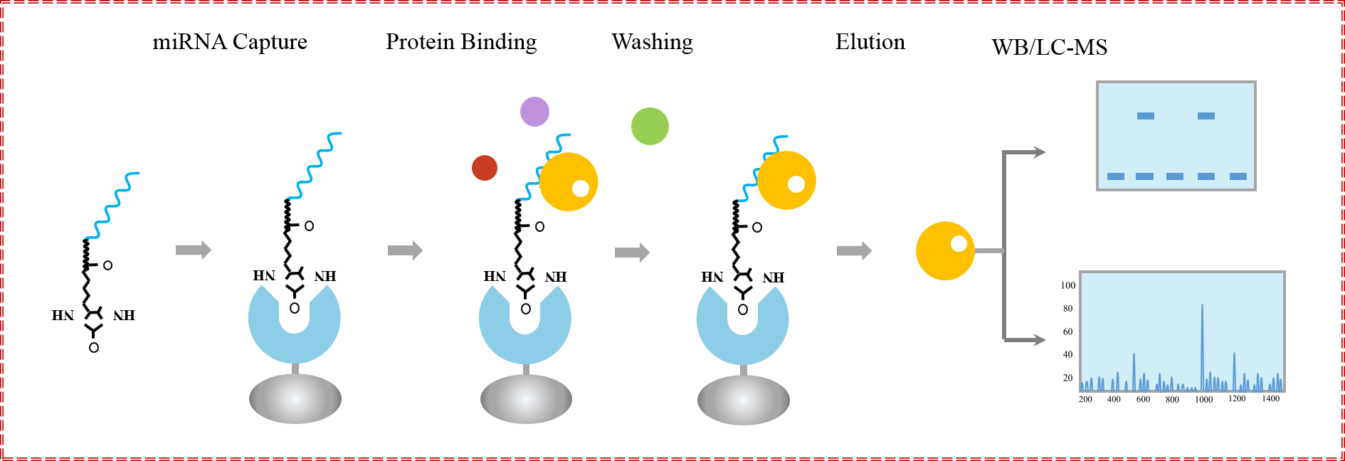 辉骏生物miRNA pull down调取结合蛋白原理图