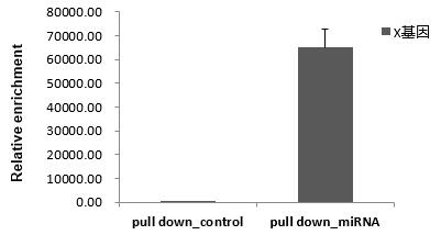 辉骏生物miRNA pull down qPCR检测结果（阳性）