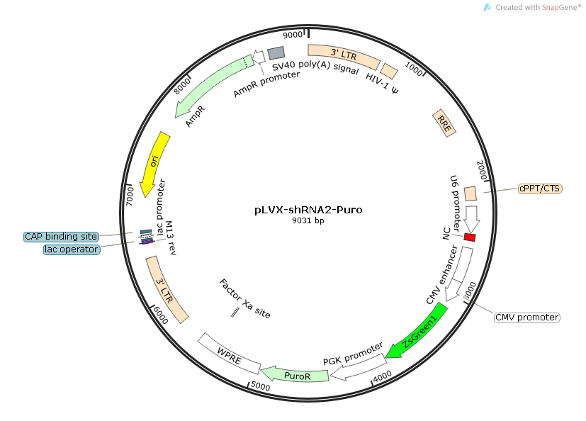pLVX-shRNA2-Puro.png
