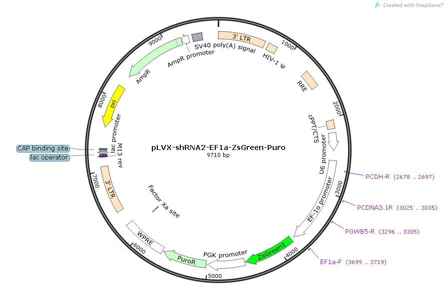 pLVX-shRNA2-EF1a-ZsGreen-Puro Map.png