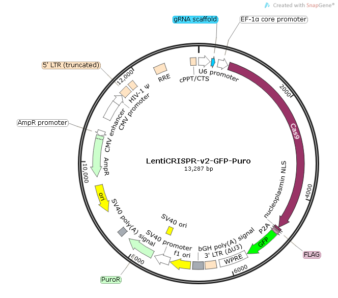 LentiCRISPR-v2-GFP-Puro Map.png