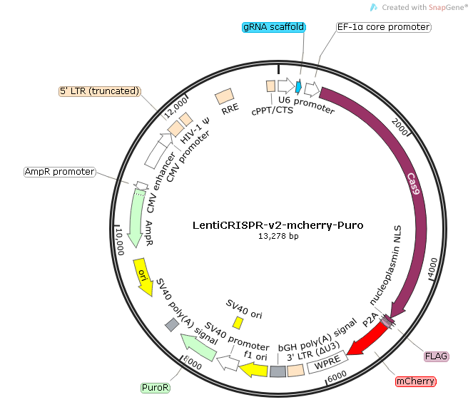 LentiCRISPR-v2-mcherry-Puro Map.png