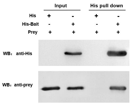 His pull down WB结果图-辉骏生物.jpg