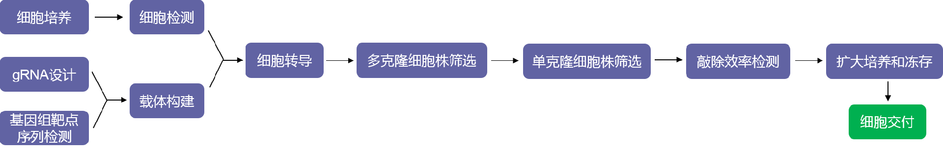 基因敲除单克隆细胞株构建实验流程-辉骏生物不成功不收费.png